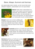 Biene, Wespe, Hummel und Hornisse