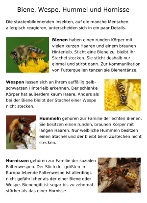 Biene Wespe Hummel Und Hornisse Wissena5